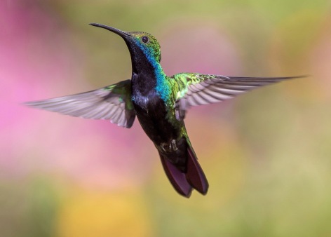 hummingbird-1854225_1280